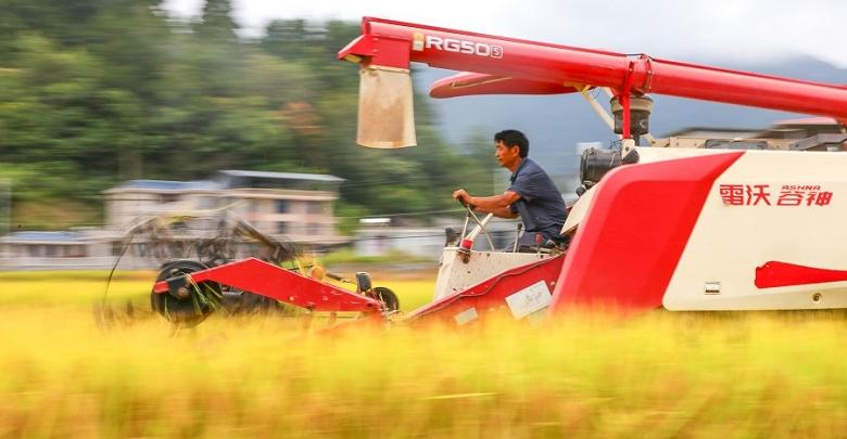 白露到 農(nóng)事忙