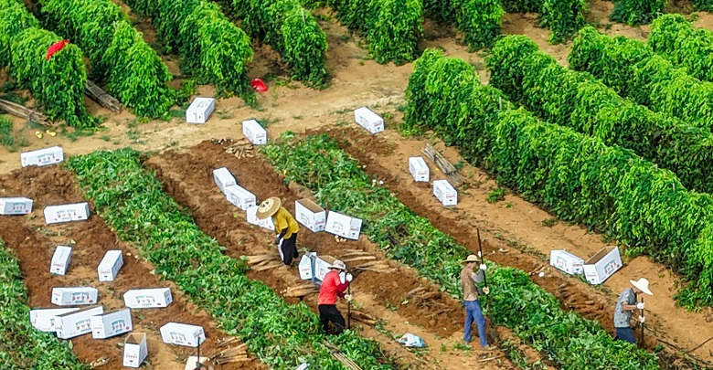 淮山藥成致富根