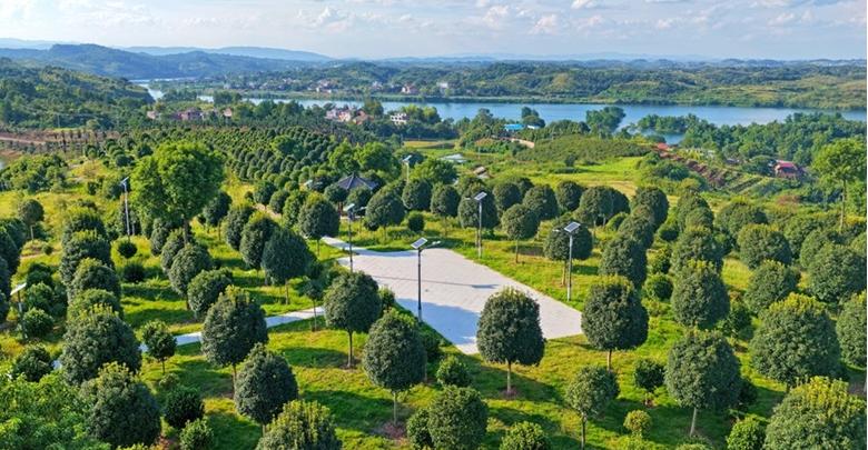 頁巖荒漠披綠裝